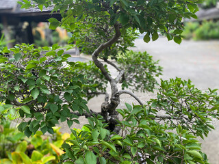 Greenery background of nature plant and leaf