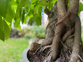 Greenery background of nature plant and leaf