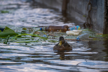 Duck swims in polluted water