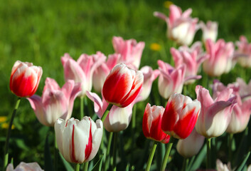 Beautiful red, pink and white tulips lit by the sun