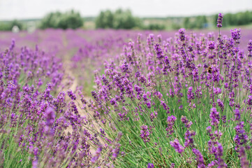 Fototapeta na wymiar Lavender flowers. Summer purple lavender field background. Bunch of scented flowers in the lavanda fields