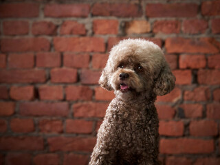 chocolate poodle on brick wall background. dog in a modern loft interior. indoor pet 