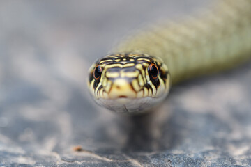 Green whip snake (Hierophis viridiflavus)