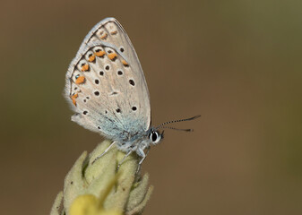 Obraz na płótnie Canvas Anatolian Zephyr Blue Butterfly