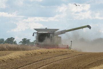 A combine harvester in a cloud of dust mowing a rye field.