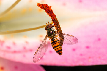 Biene landet auf Blüte und nimmt Nektar. © Frank