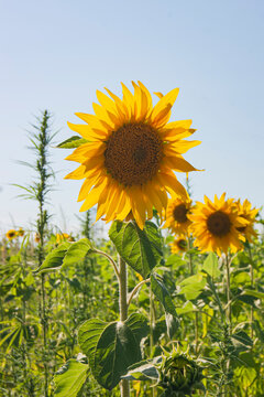 A sunflower in a field of sunflowers. Harvest of sunflowers. Collecting seeds in the summer.