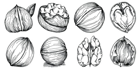 Walnut hand-drawn Vector Illustration isolated on white background. Retro style farm product for restaurant menu, market label, logo, emblem and kitchen design. Decoration for food packaging.