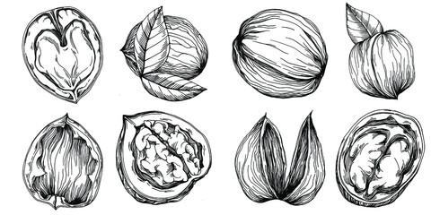 Walnut hand-drawn Vector Illustration isolated on white background. Retro style farm product for restaurant menu, market label, logo, emblem and kitchen design. Decoration for food packaging.