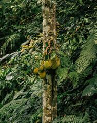 Jackfruit in the middle of the forest