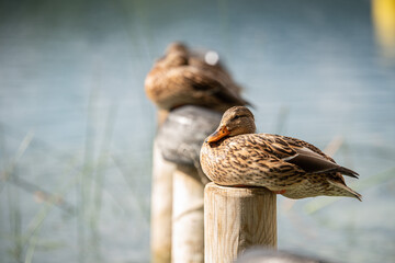 ducks resting on sleeping wooden poles