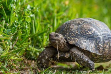 Tortoise Eating Grass