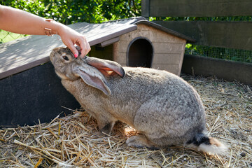 main femme caressant lapin de race géant des Flandres dans un enclos avec de la terre et un...