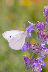 Small White Butterfly - Pieris rapae - in its natural habitat