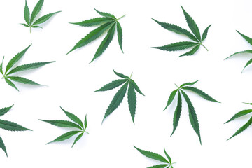 Hemp, cannabis or marijuana leaves isolated on white background top view