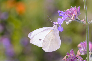 Small White Butterfly - Pieris rapae - in its natural habitat