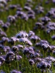 Blühende Phacelia, Bienenschön, Bienenwede
