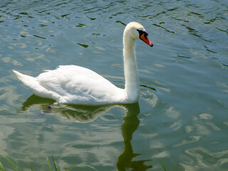 lovely white swan swims on the lake