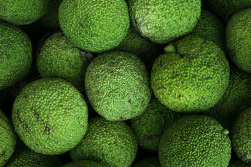 Green Maclura pomifera fruits, osage orange or Adam's apple on the market. Natural alternative...