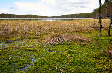 lake in the middle of wet swamp