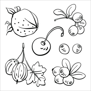 Set of garden and wild berries. Black line sketch collection of fruits and berries isolated on white background. Doodle hand drawn fruits. Vector illustration	