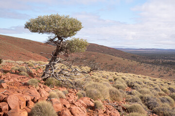 Lone tree and Spinifex grasses, arid landscape, Gawler Ranges, outback South Australia.