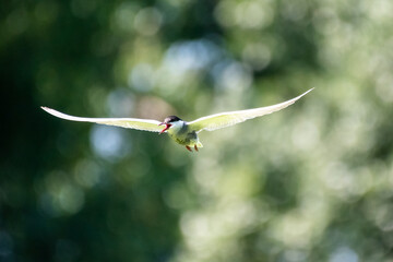 Chlidonias hybrida - Chirighiţă cu obraz alb - Whiskered tern