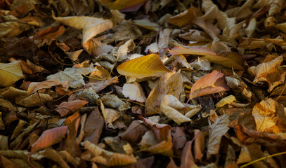 background of yellow autumn leaves, maple leaves on the floor