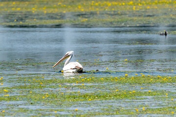 Pelecanus crispus - Pelican cret - Dalmatian pelican