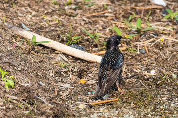 Sturnus vulgaris - Graur - Common starling
