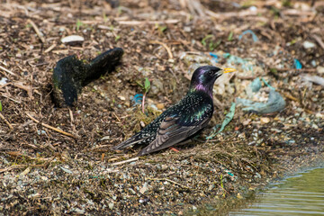 Sturnus vulgaris - Graur - Common starling