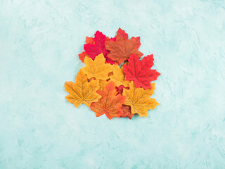 Red and yellow autumn maple leaves on turquoise background. Seasonal background