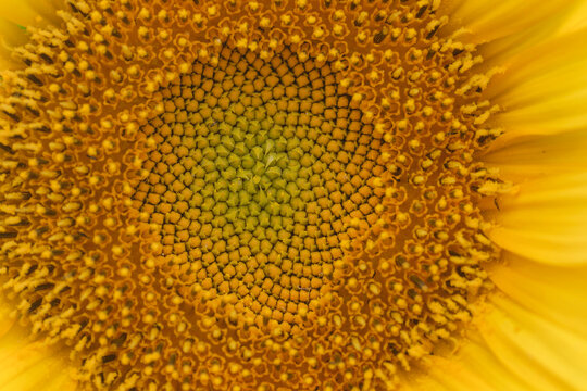 Sunflower disk florets detail