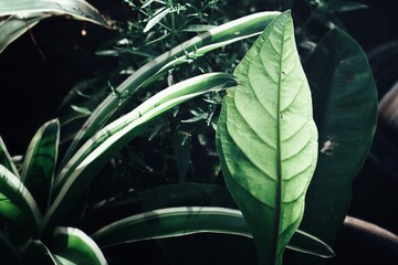 Fototapeta na wymiar Beautiful of green tropical leaves plant background or texture