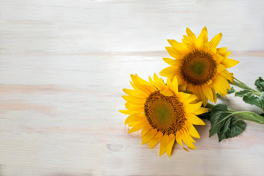 Background with two yellow sunflowers on a white painted wooden table. Space for text