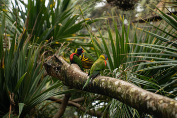 two parrots in a palm tree