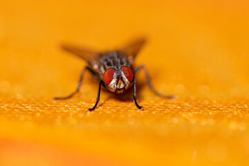 Fliege auf Tischdecke, Makro