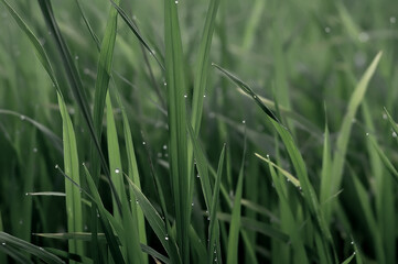 Shallow image of green rice seedlings 