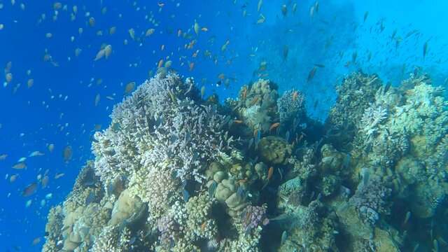 VERTICAL VIDEO: Colorful tropical fish swims on coral reef on blue water background. Underwater life in the ocean. Arabian Chromis (Chromis flavaxilla) and Lyretail Anthias (Pseudanthias squamipinnis)