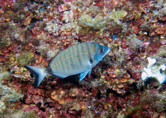 A White Seabream (Diplodus sargus) in the Mediterranean Sea
