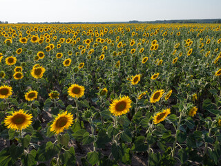 Yellow sunflowers on a field in the Pitelinsky district of the Ryazan region (Russia) in July, in sunny weather