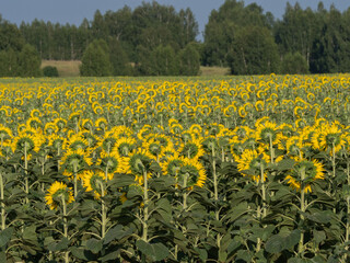 Obraz premium Yellow sunflowers on a field in the Pitelinsky district of the Ryazan region (Russia) in July, in sunny weather