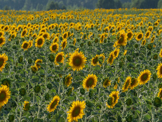 Obraz premium Yellow sunflowers on a field in the Pitelinsky district of the Ryazan region (Russia) in July, in sunny weather