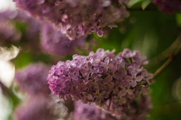 Obraz premium Flowers blooming lilac. Beautiful purple lilac flowers outdoors. Lilac flowers on the branches.