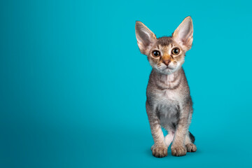 Cute frizzy LaPerm cat kitten, standing facing front. Looking straight into lens. Isolated on a turquoise blue background.