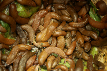 Spanish slugs collecting disposal collect accumulate pail bucket liquidation pest Arion vulgaris...