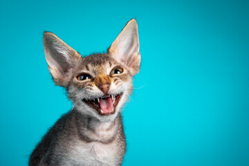 Head shot of a cute frizzy LaPerm cat kitten. Looking straight into lens, mouth wide open showing teeth meowing. Isolated on a turquoise blue background.