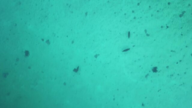 Aerial Drone view Seal in norway from above wimming in the ice cold water of the lofoten