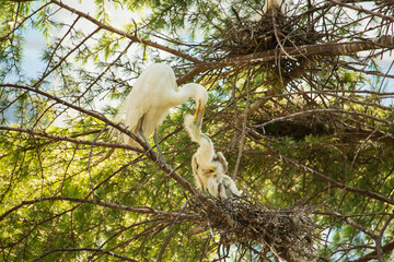 Intermediate egret, young birds and their mother in a nest.