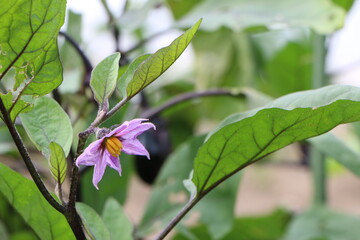 紫色に咲く茄子の花